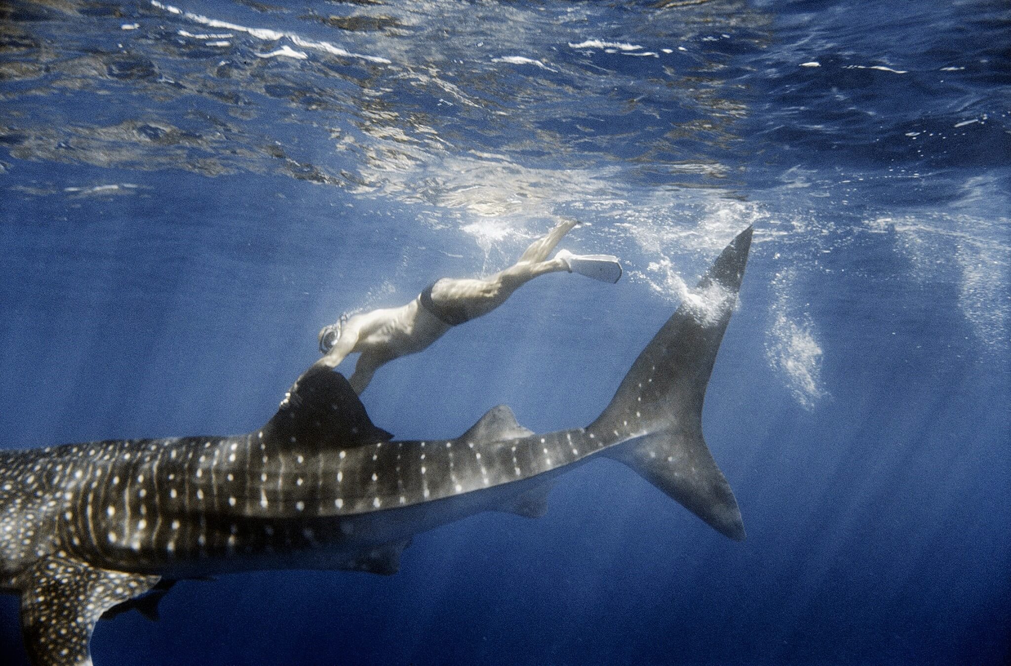 El tiburón ballena tiene cabeza ancha y plana y puede llegar a medir de 15 a 20 metros de largo y pesar más de 30 toneladas. Es efectivamente un tiburón, pero se le llama tiburón “ballena” por su tamaño.