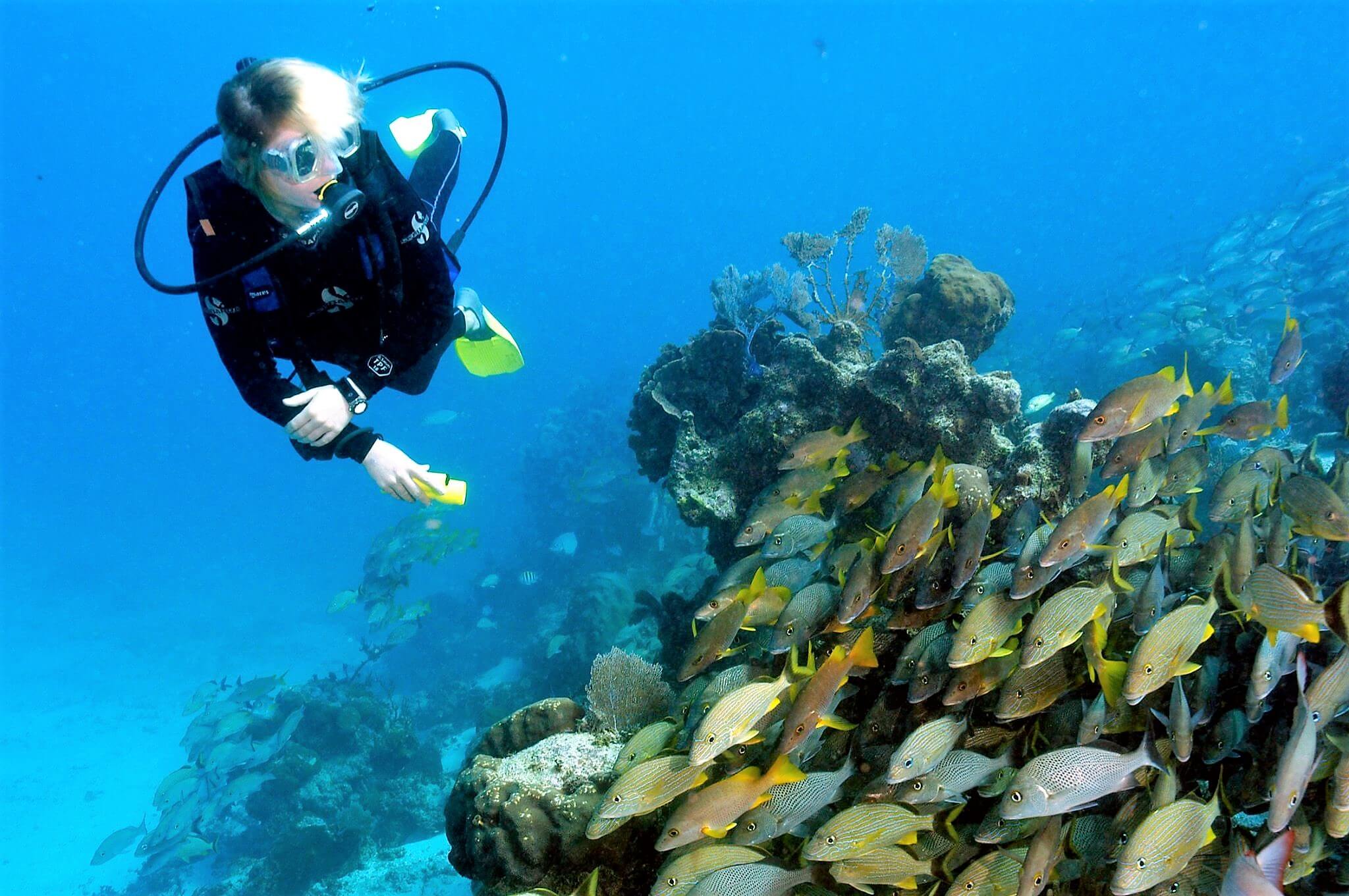 La vida florece bajo las aguas de Utila, donde también se encuentra una de las mejores cadenas de arrecifes del mundo.