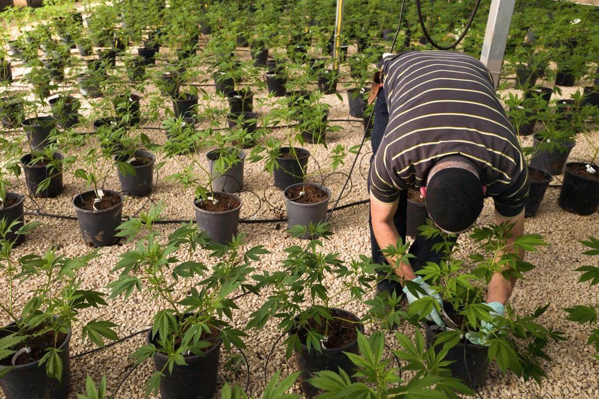 Un trabajador cultiva marihuana para fines medicinales en el norte de Israel.