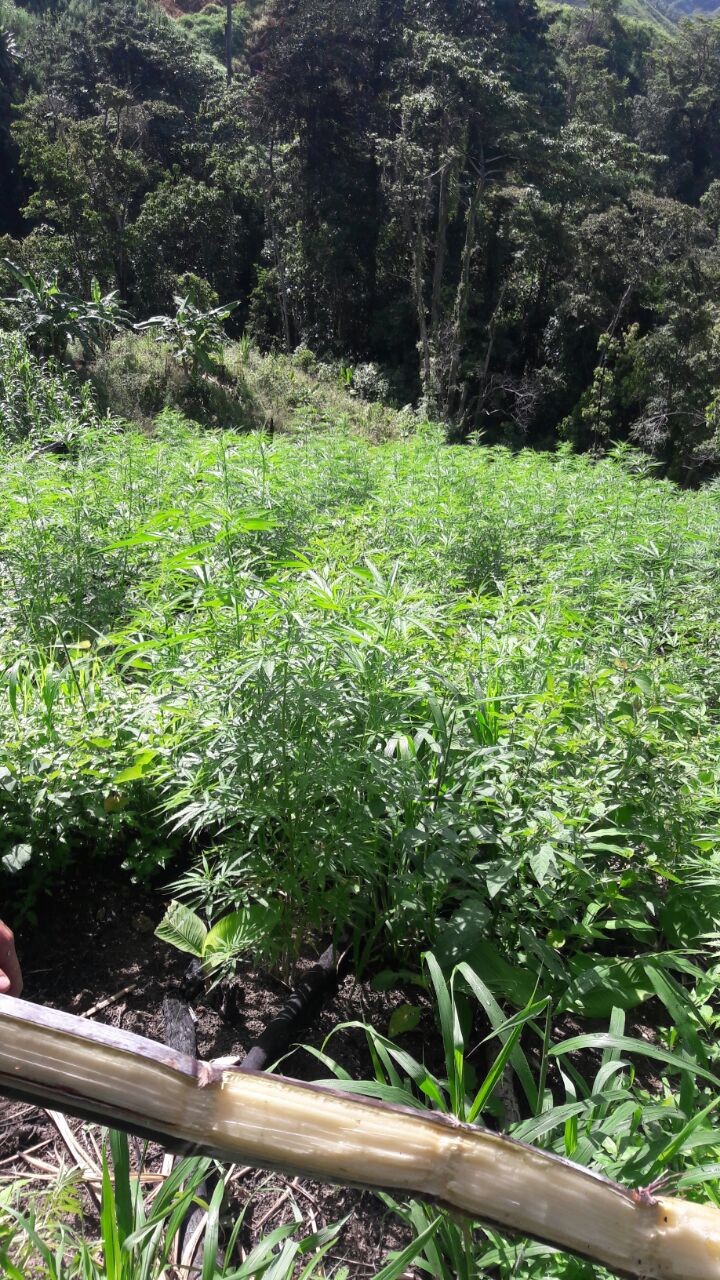 Plantacion-marihuana-40-hectáreas