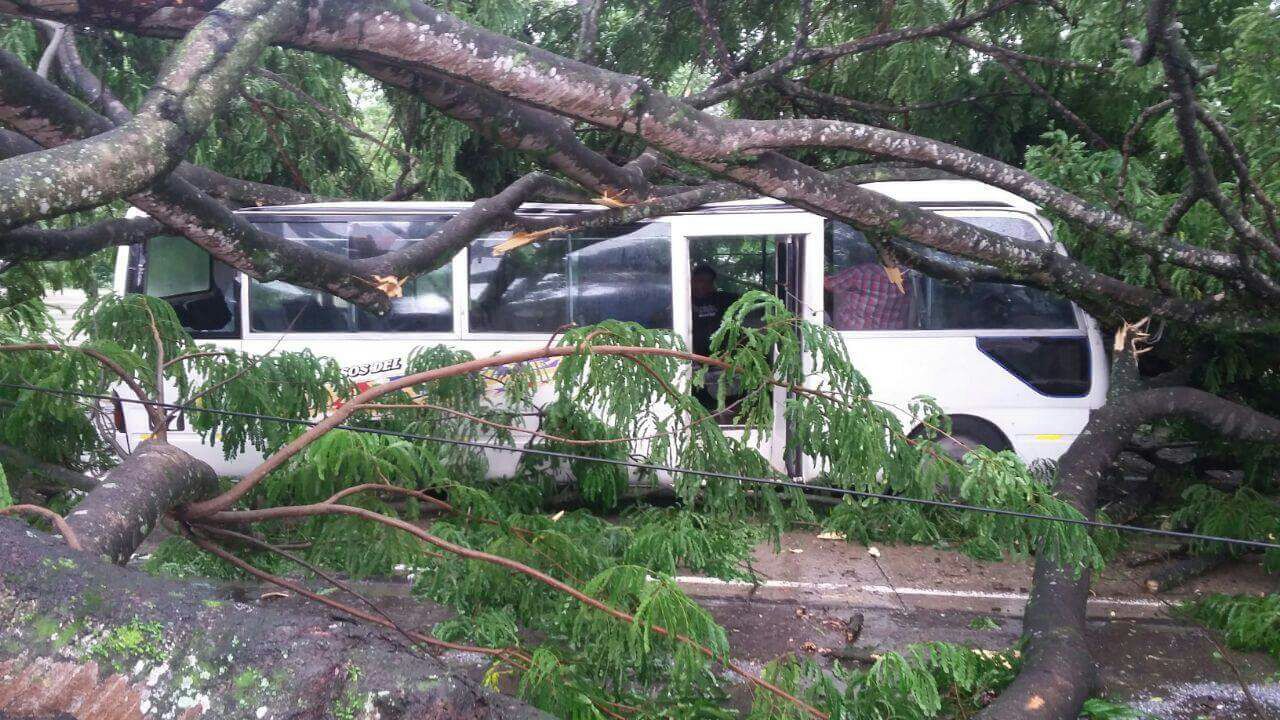 árbol cae sobre impala puerto cortes lluvias