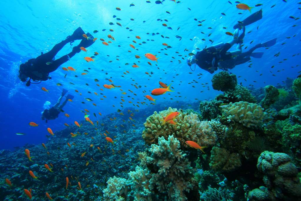 arrecifes coralinos en Utila