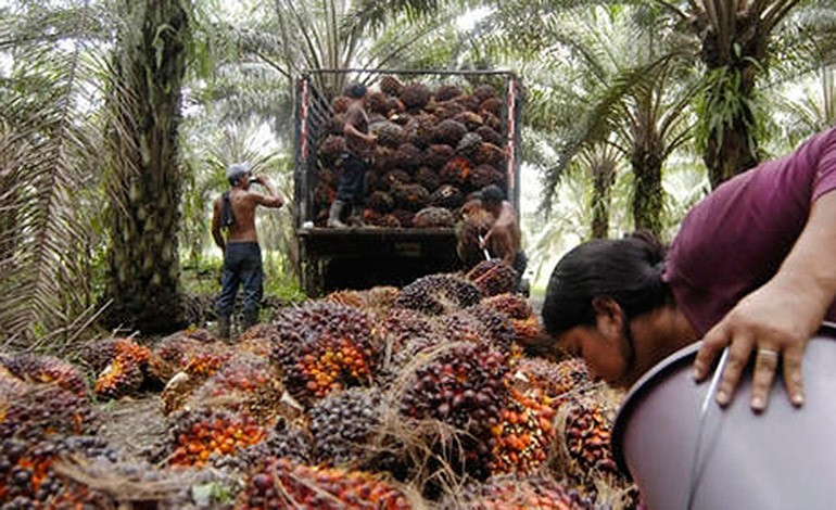 aceite de palma nuevos mercados