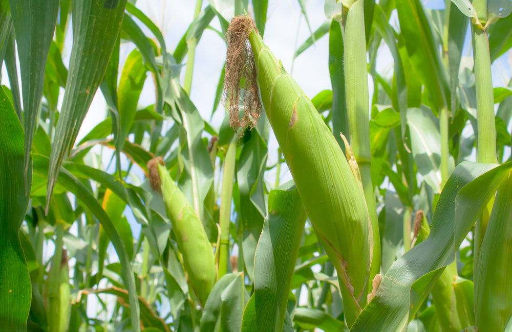 incremento precio maíz