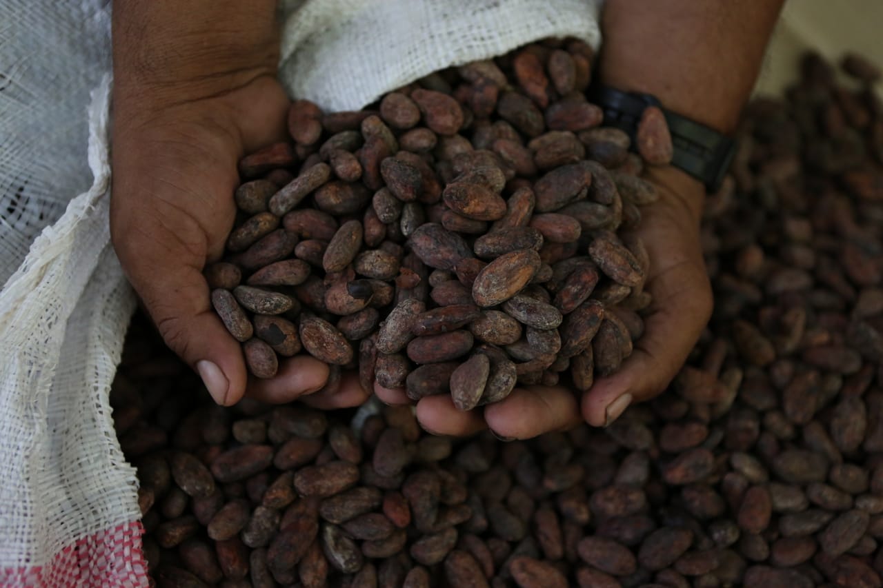 cacao Hernández Fuji Co.