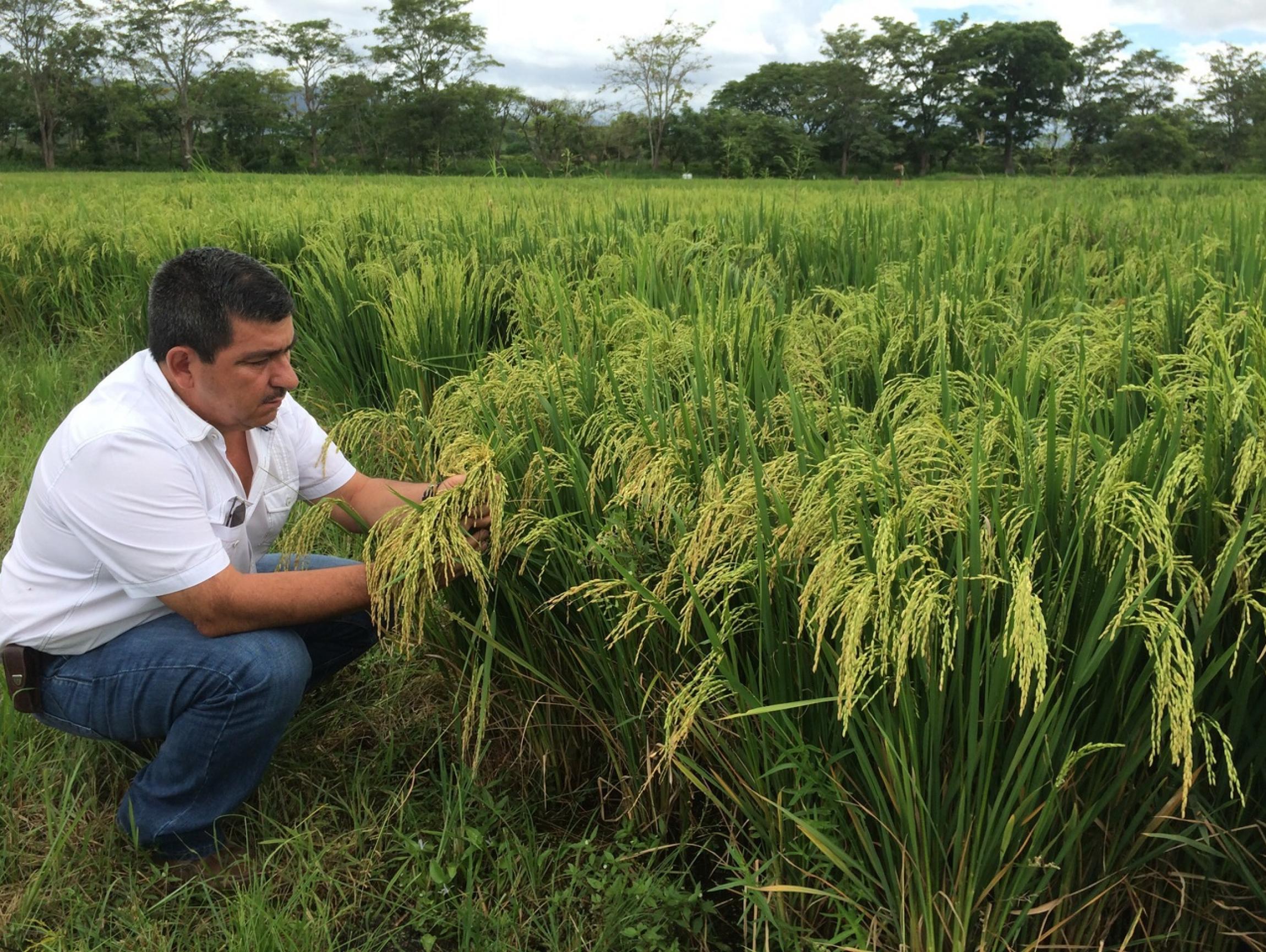 disminuye producción arroz