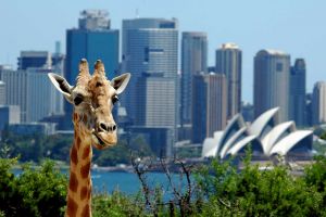 11 Curiosidades de Sydney