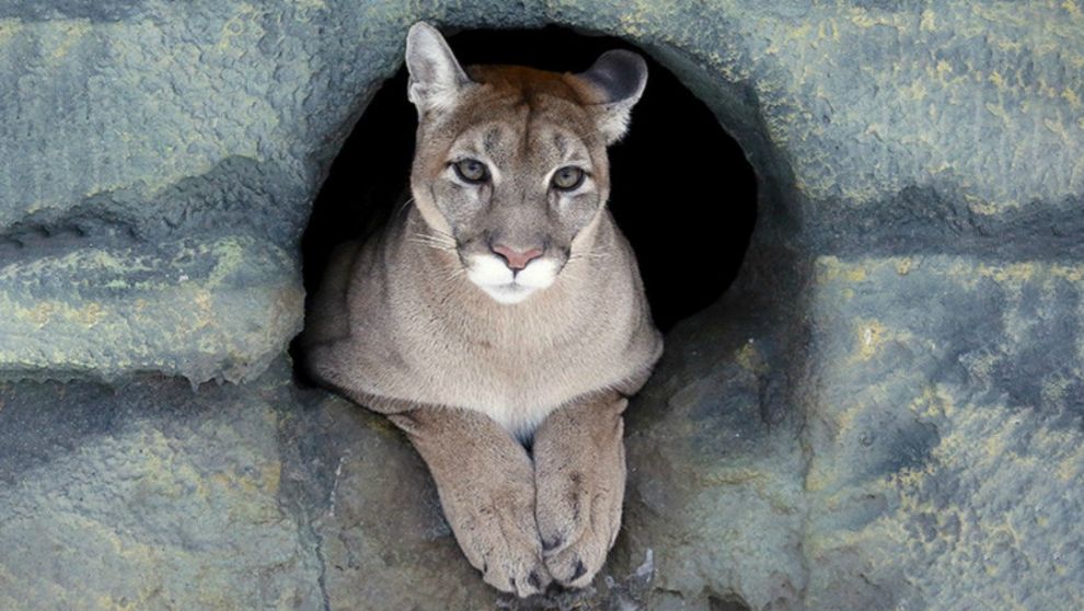 Declaran extinto al Puma del este de Norteamérica