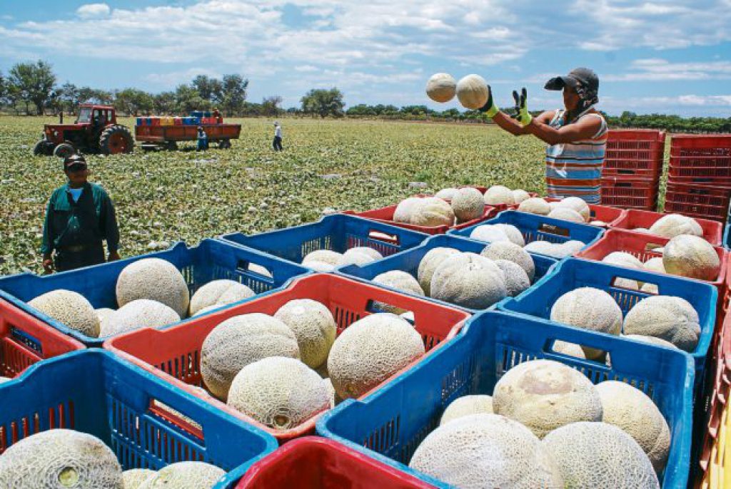 Honduras exportar melón a México