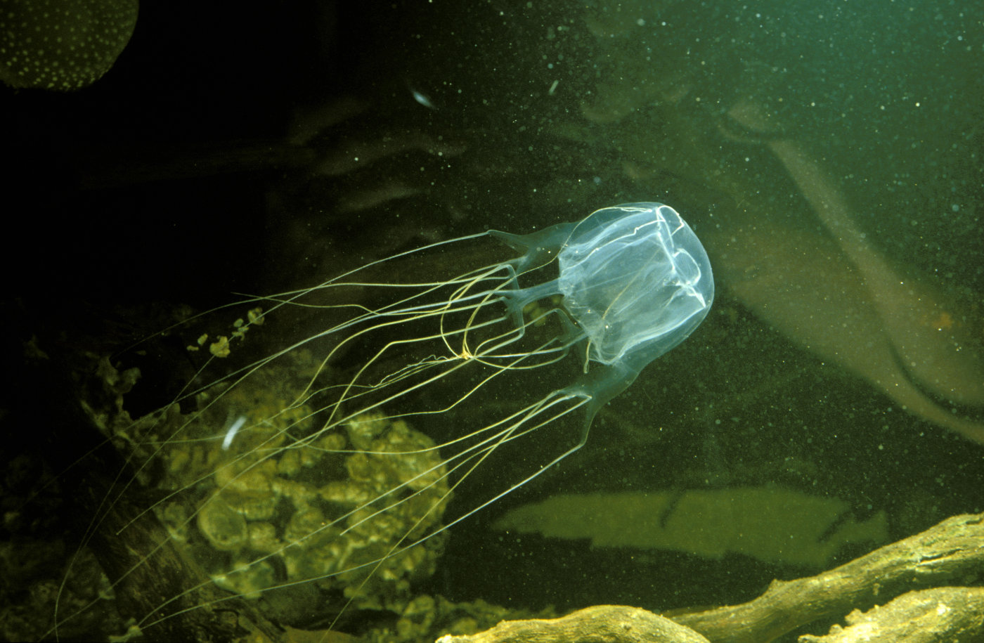 Especies Venenosas Mundo
