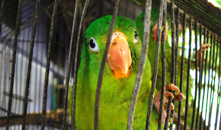 cobro registro aves cobro registro aves