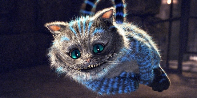 Curiosidades Gatos