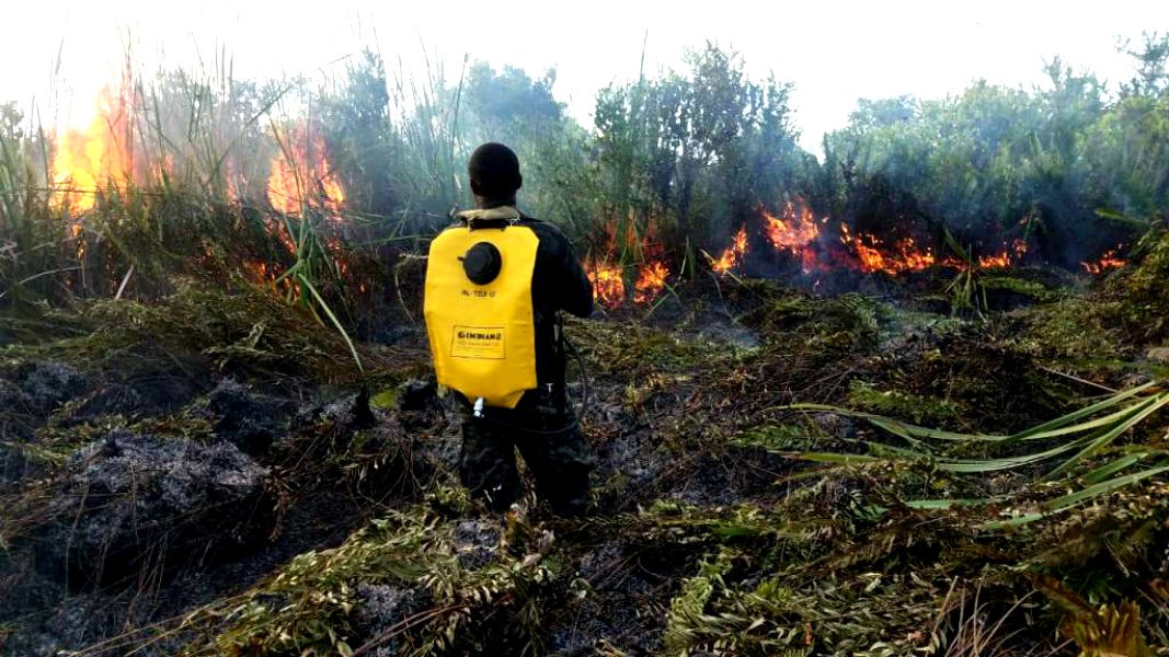 Parque Jeannette Kawas incendios Parque Jeannette Kawas incendios