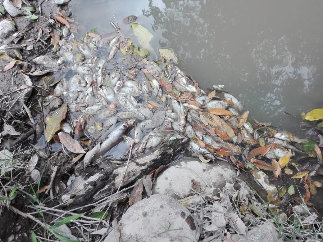 mortandad peces río Humuya