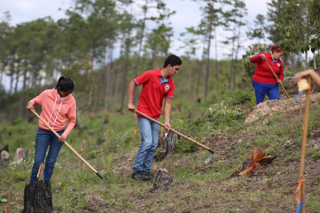 restauracion de bosques restauracion de bosques
