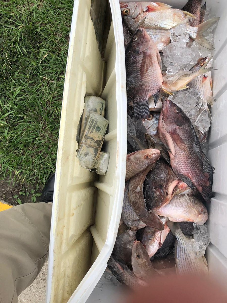 Hielera Dolares Pescados Hielera Dolares Pescados