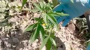 marihuana patio