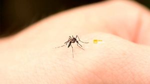 alerta dengue