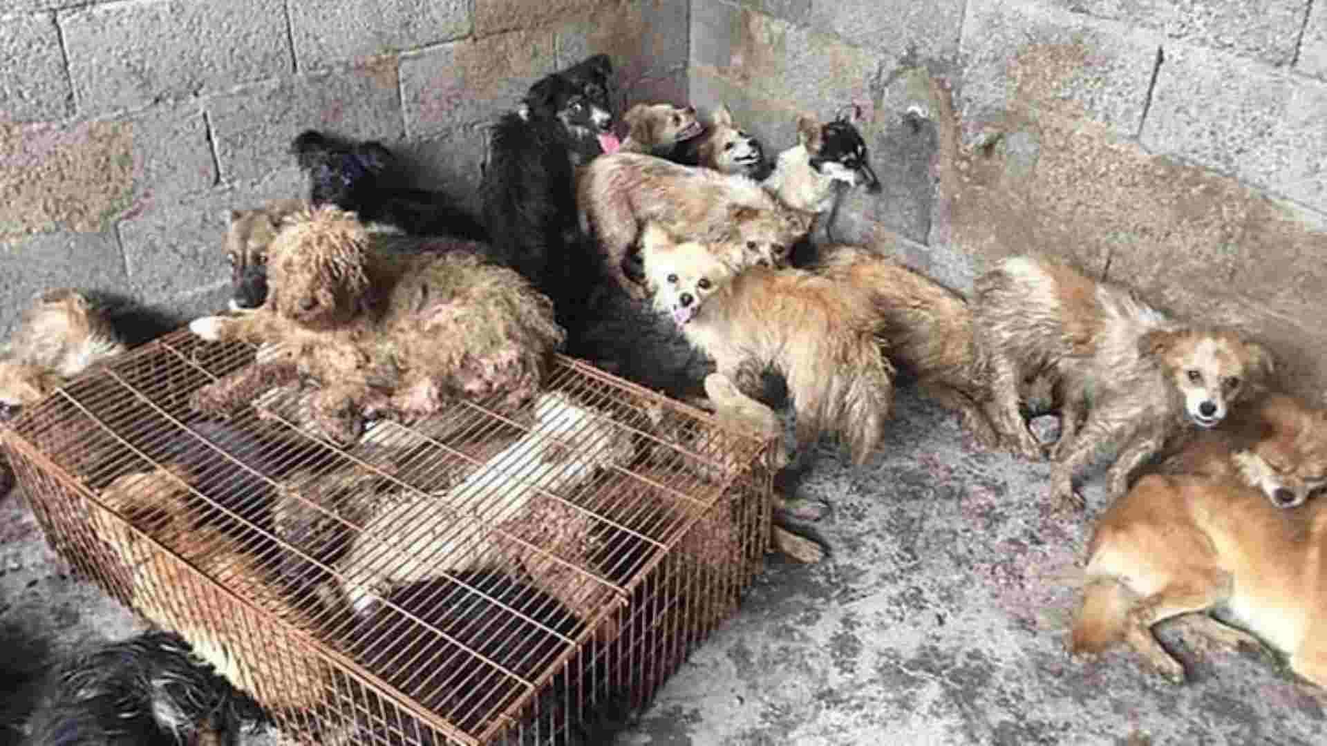 Rescatan perros China