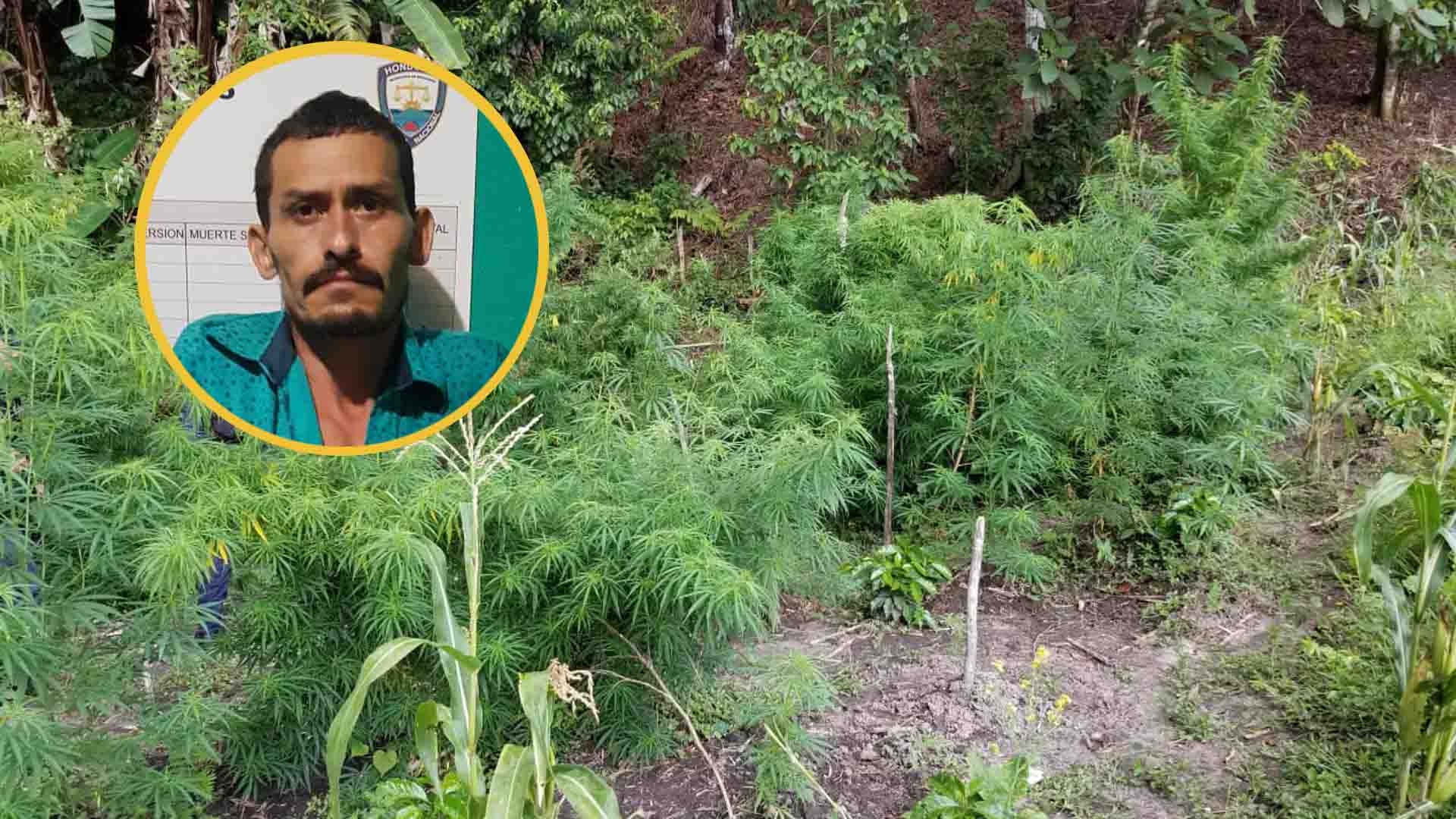 Detienen hombre plantación marihuana