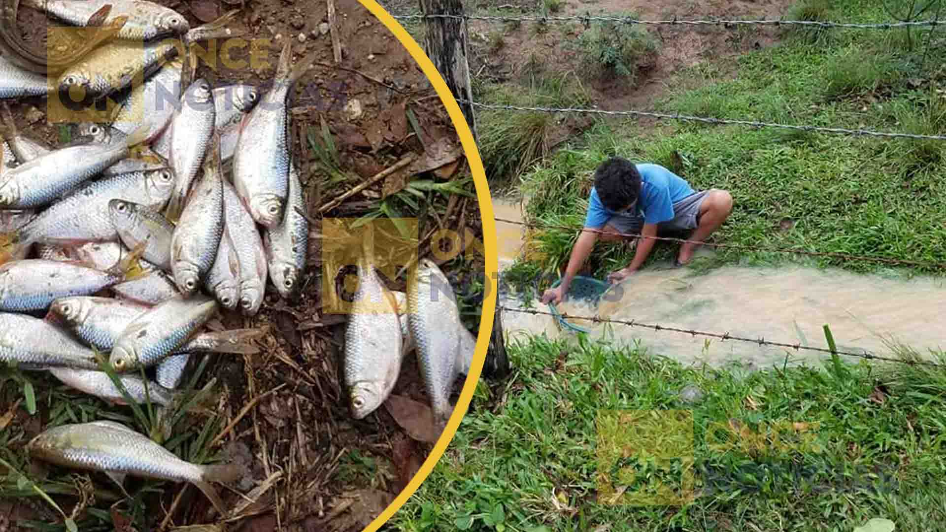 ¡LLUVIA DE PECES! Pobladores de Yoro reportaron el fenómeno