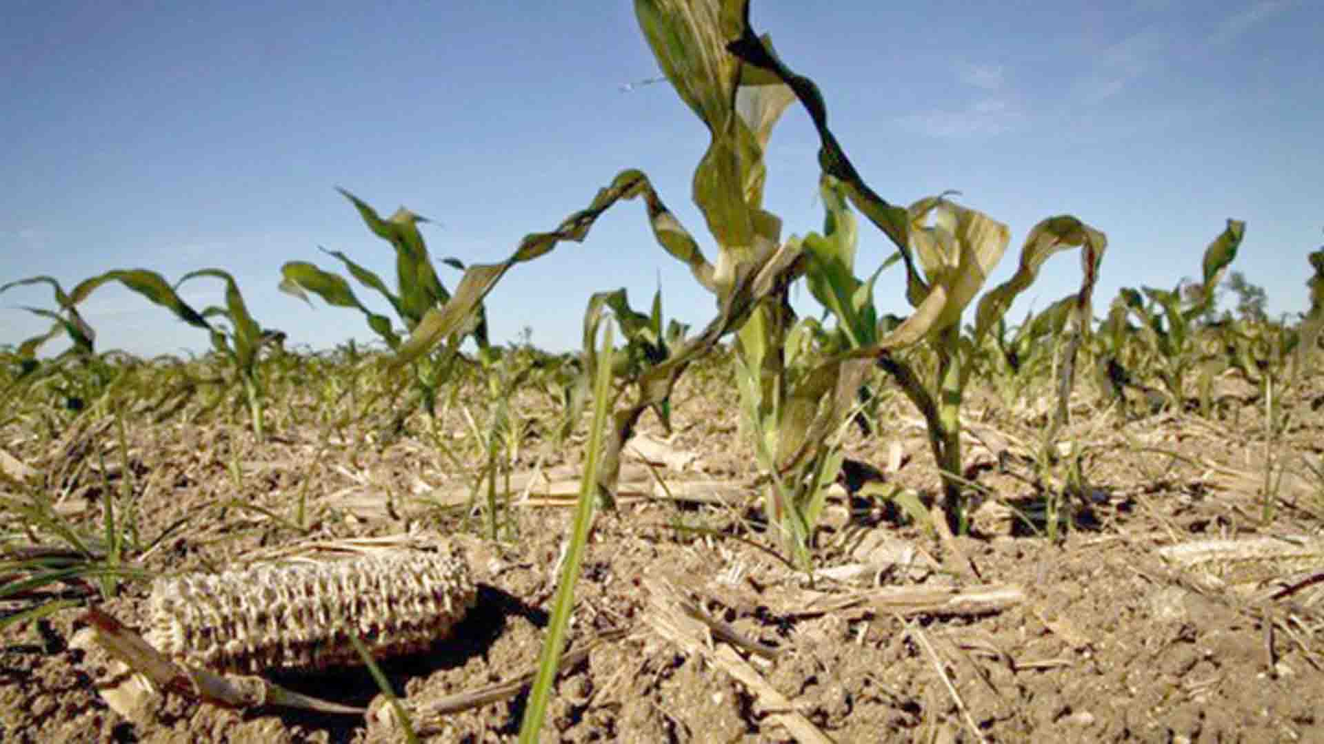 Природа голода. Цветок в засухе. Famine Agriculture.