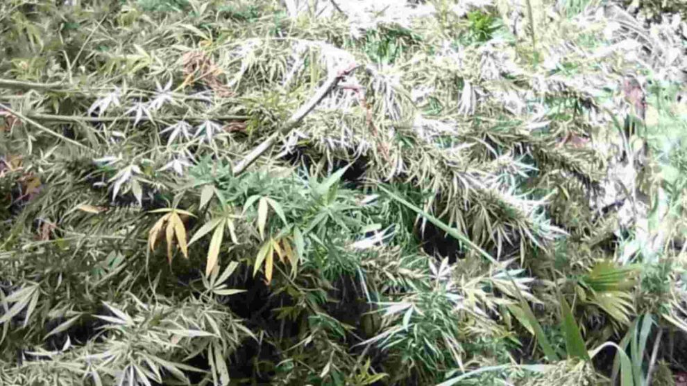 plantas presunta marihuana