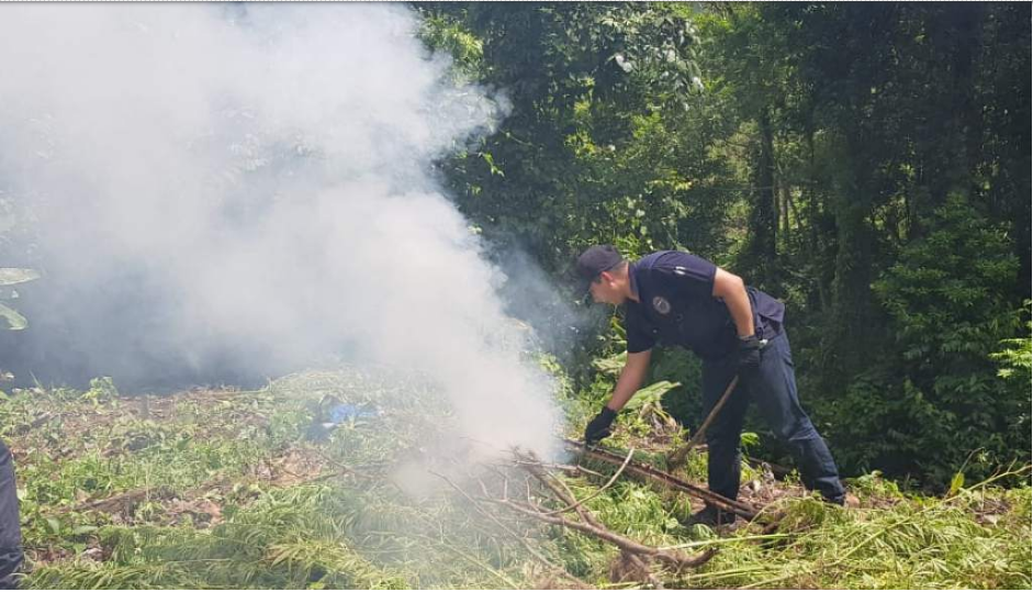 marihuana en El Paraíso