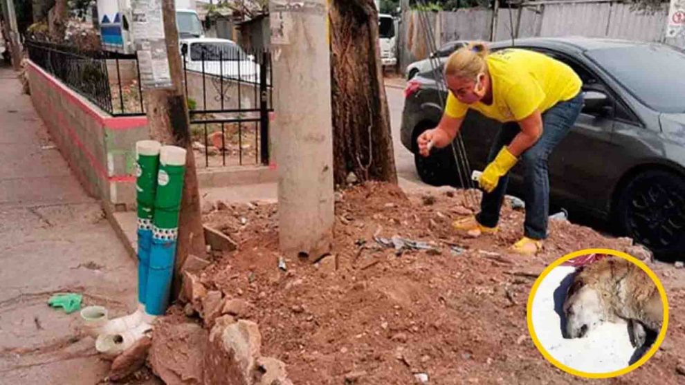 Tectónico Adaptación medallista INDIGNANTE: Malviviente coloca veneno y vidrio molido en comedores públicos  para perros en El Hato