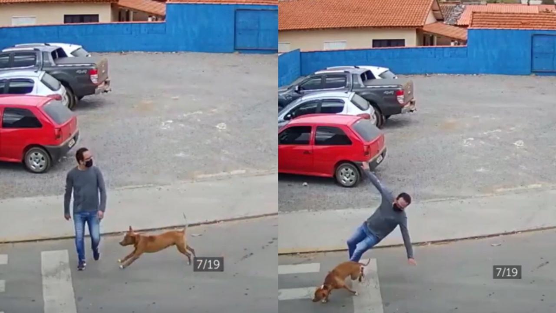 perro peatón