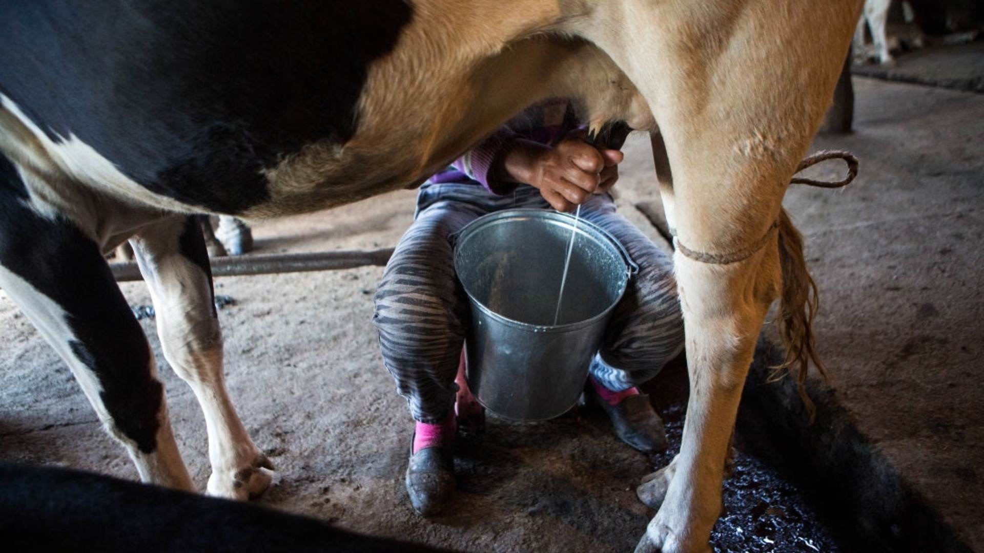 A protesta productores de leche de Olancho por incumplimiento de acuerdos 
