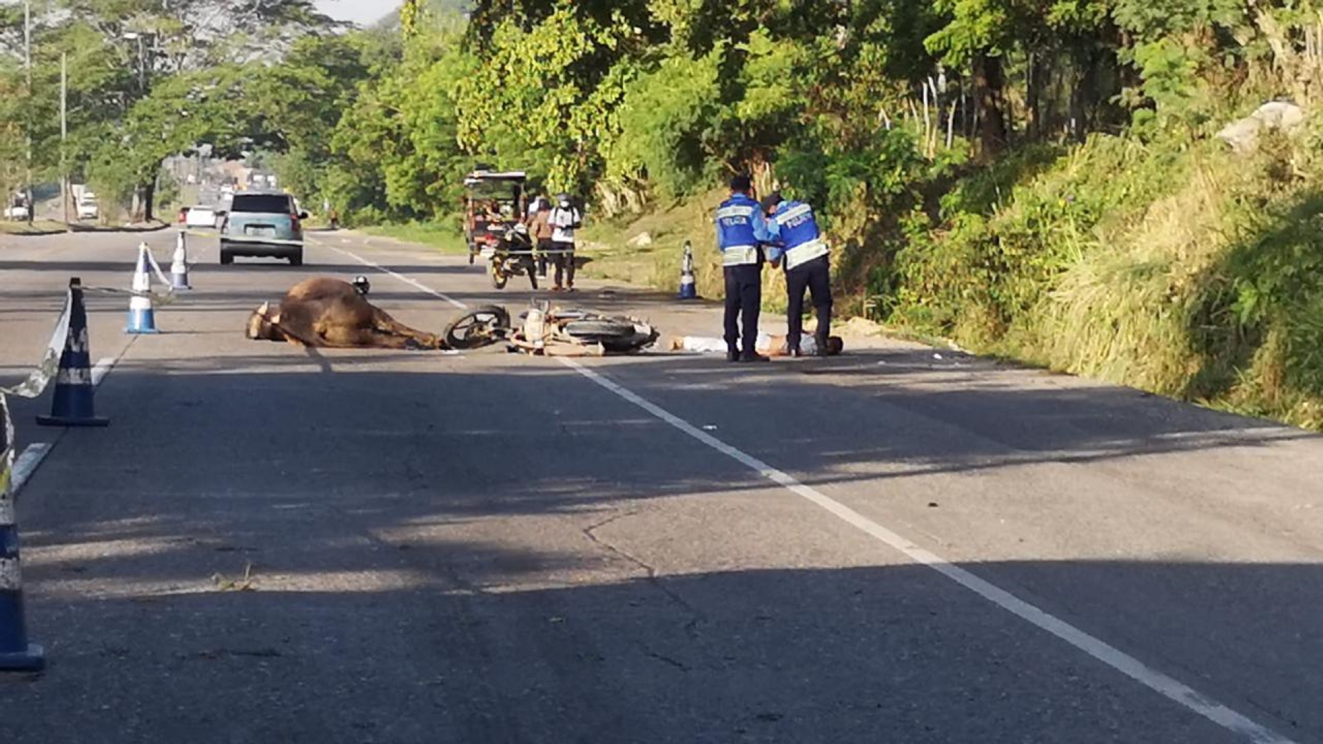 motociclista vaca