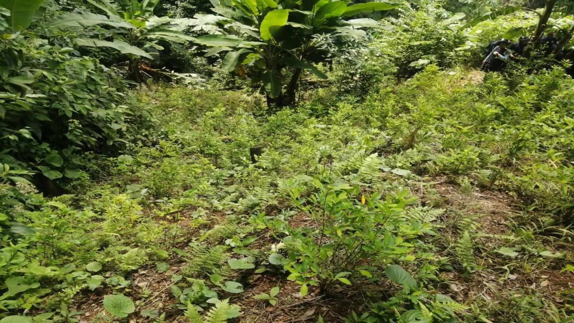 plantas de coca Honduras