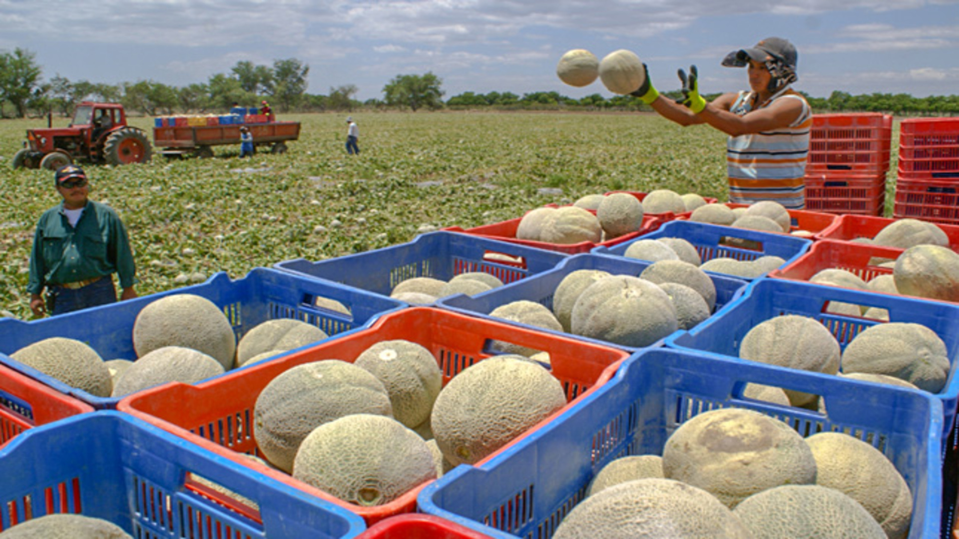 melón honduras