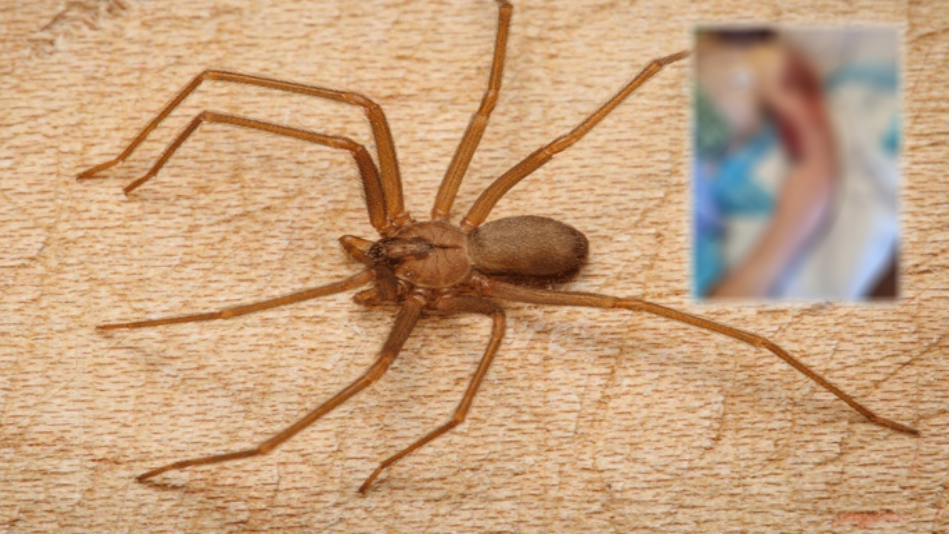 rust araña venenosa