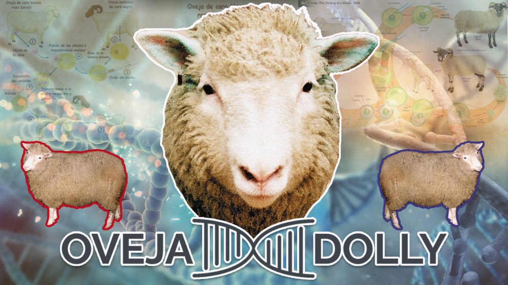 ON - UN DÍA COMO HOY | Nace la oveja Dolly, primer mamífero clonado
