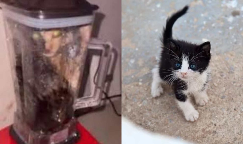 Usuarios se indigan por “el video del gato en la licuadora”