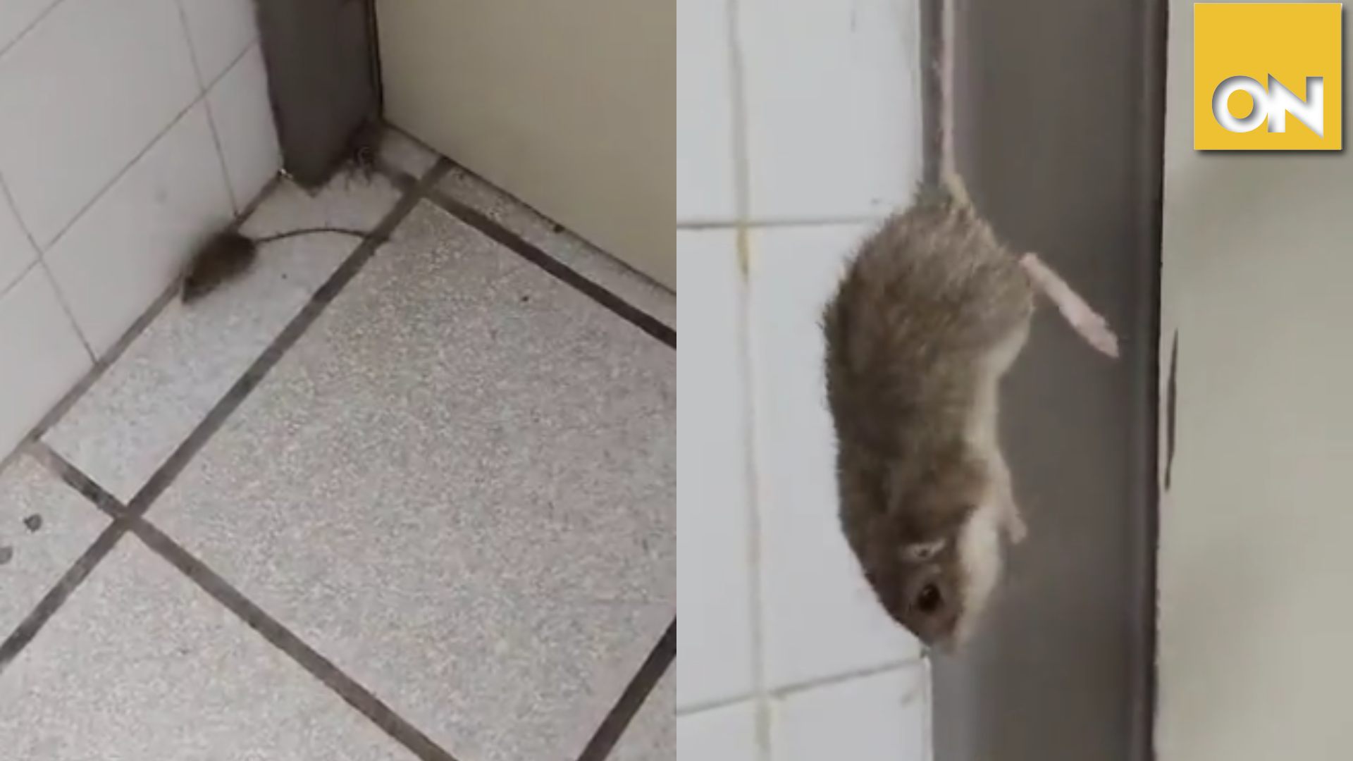 enfermera capta ratón en hospital