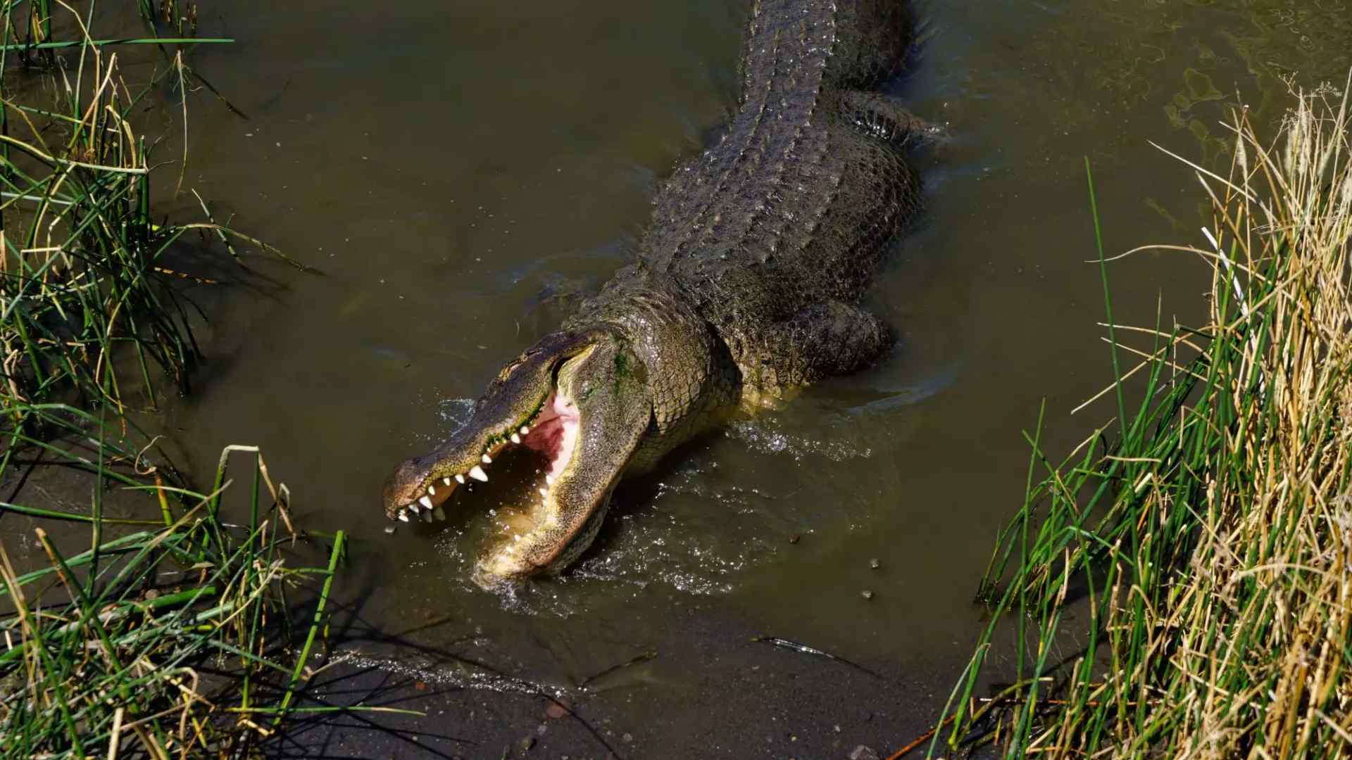 Caimán con restos humanos