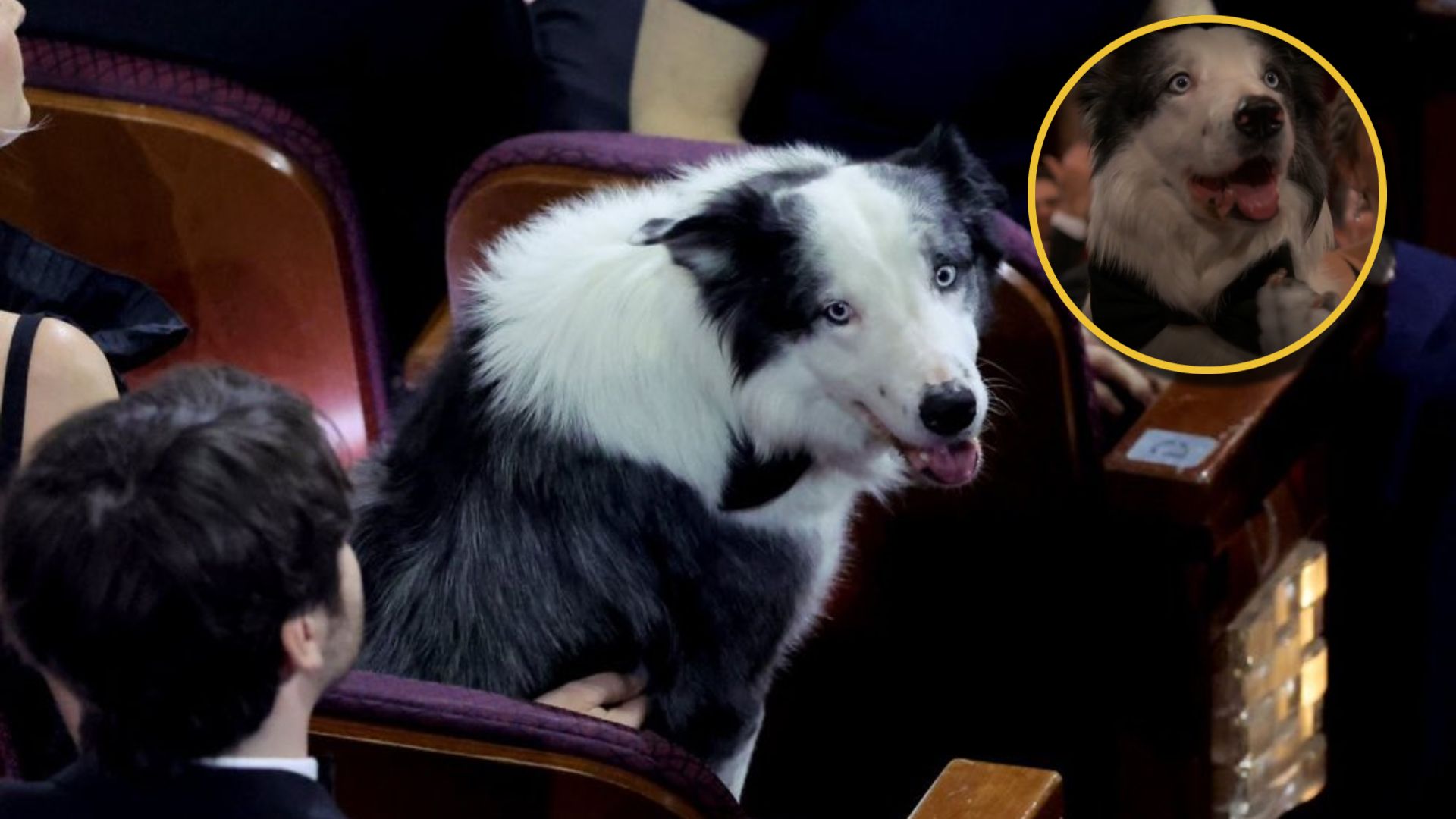 ¿Cómo hizo "Messi, el perro actor", para aplaudir en los premios Óscar 2024?