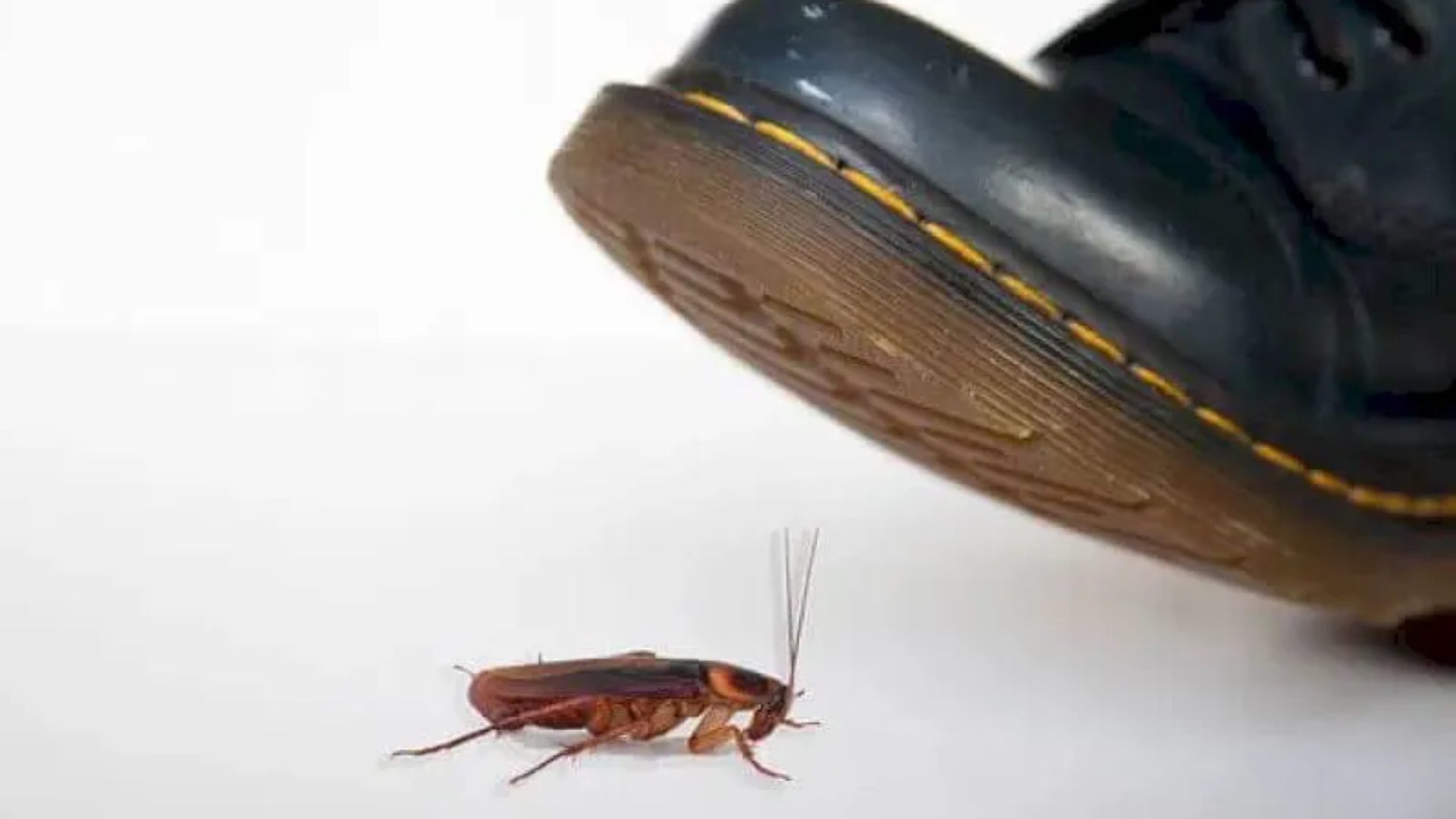 ¡Cuidado! aplastar una cucaracha puede desencadenar riesgos en la salud