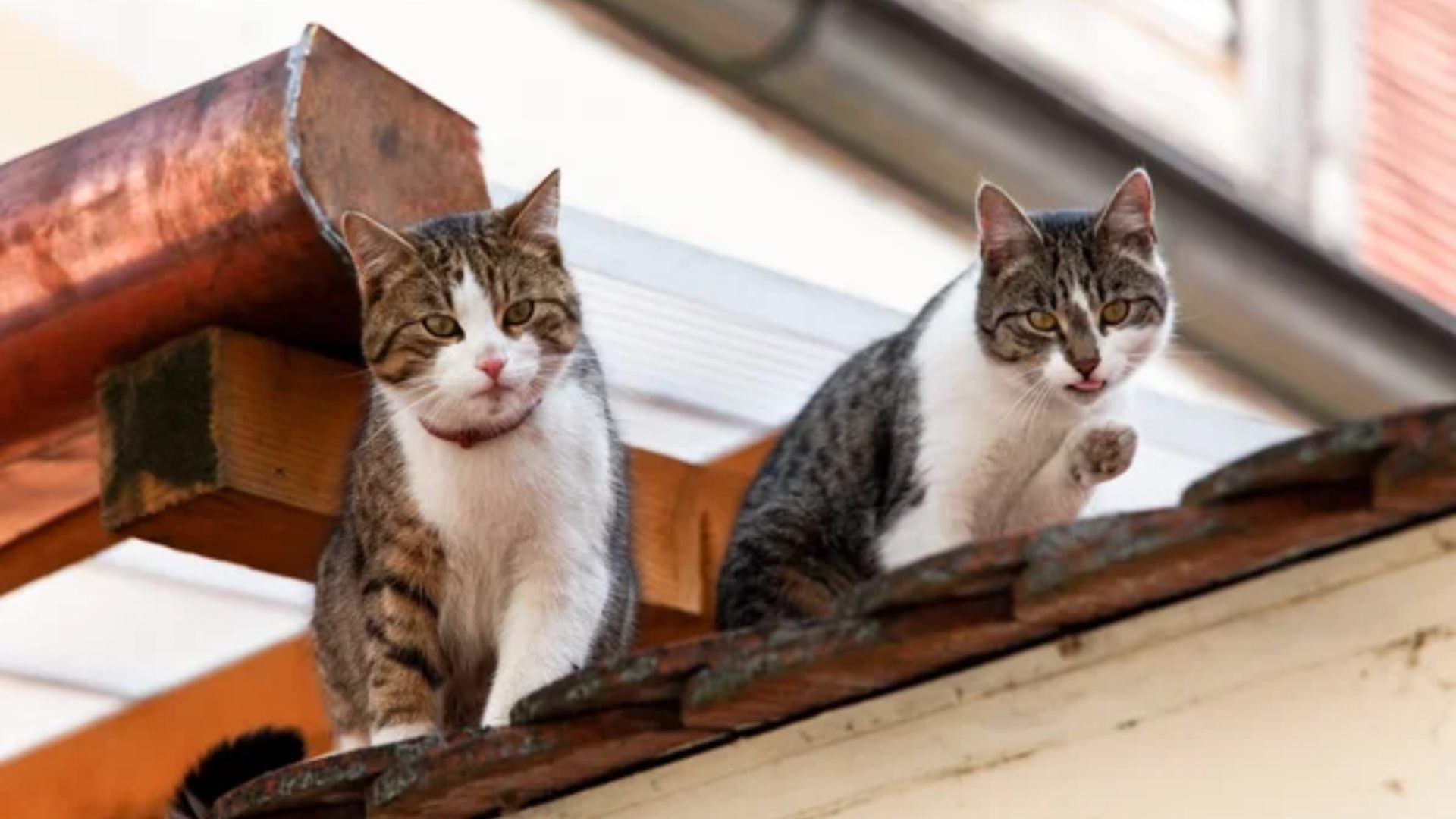 Insólito Capitalinos denuncian ante el juzgado municipal la invasión de gatos en sus casas