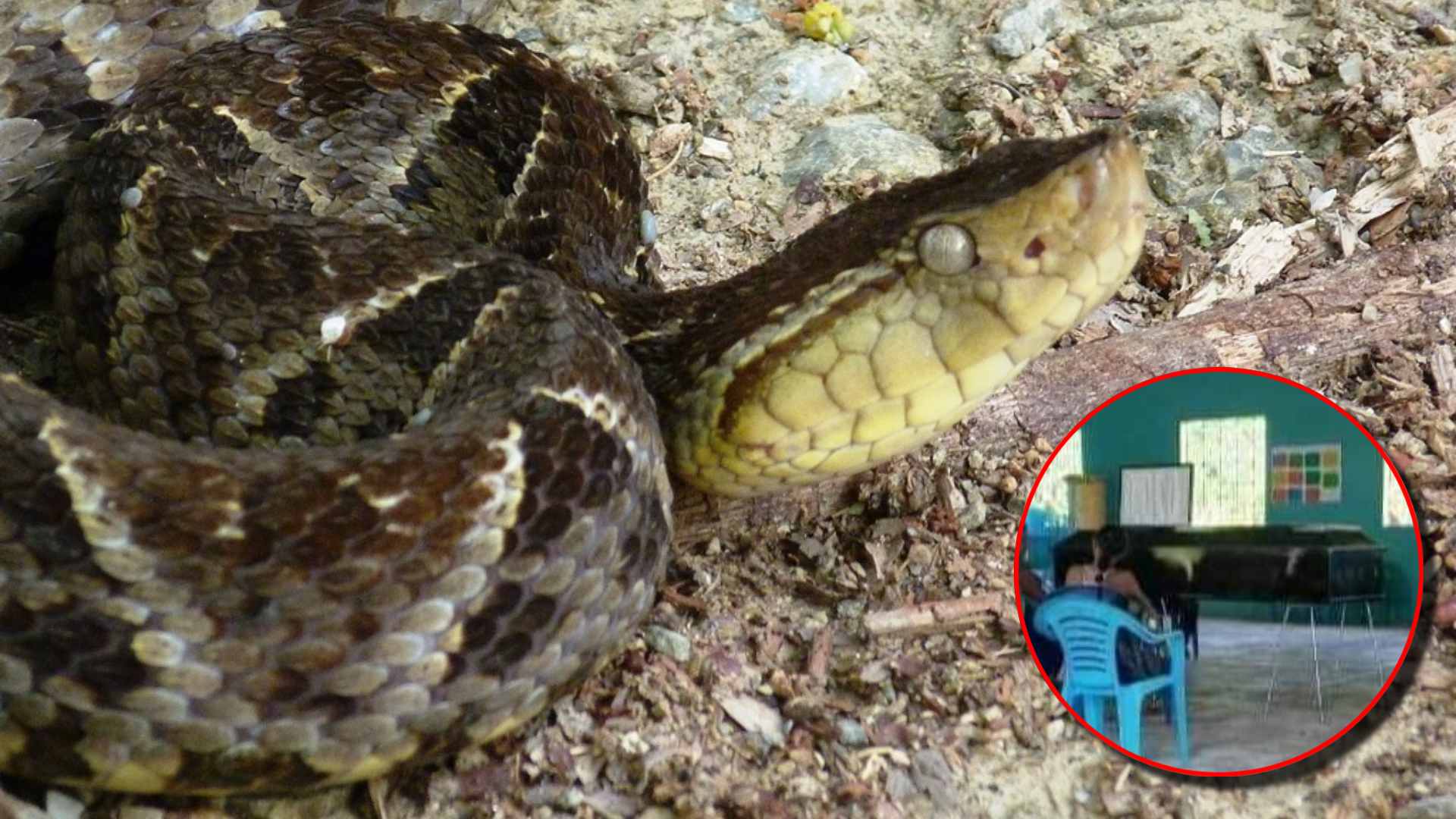 Adolescente fallece después de ser mordido por serpiente barba amarilla en Colón