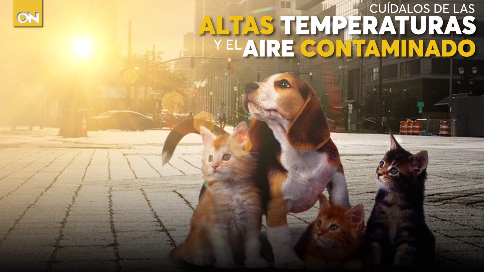 ¿Cómo cuidar a tu mascota por altas temperaturas y aire contaminado? Aquí te lo contamos